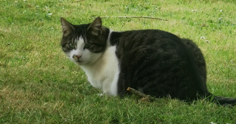 maude pet sitter à AUNEUIL 60390_3
