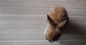 coralie pet sitter à NEMOURS 77140_5
