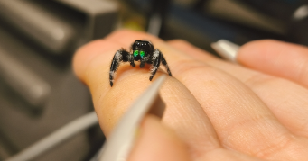 ophely pet sitter à HAISNES 62138_8