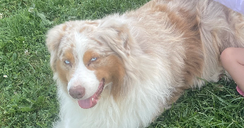 emilie pet sitter à MARMAGNE 18500_7