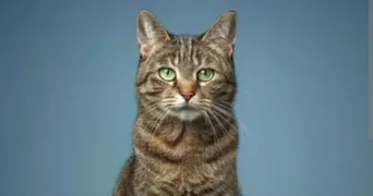amin pet sitter à MORSANG SUR ORGE 91390