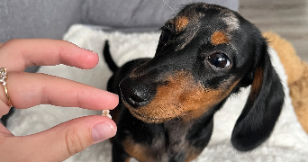 sasha pet sitter à CALAIS 62100_1
