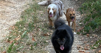 capucine pet sitter à CHARMAUVILLERS 25470_4