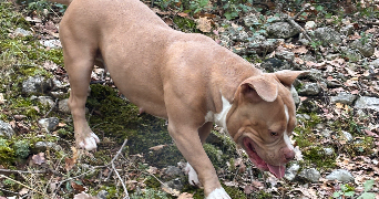 lola pet sitter à MAUBEC 84660_1