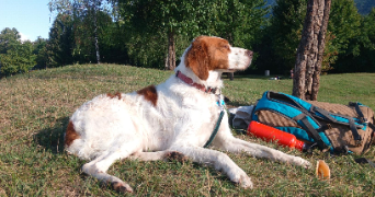 lola pet sitter à VILLARD D HERY 73800_3