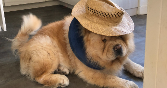 emma pet sitter à ST ETIENNE 42000_1
