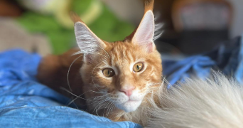maïwenn pet sitter à BRECH 56400_2