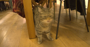 gabin pet sitter à POISSY 78300_3