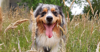 lou pet sitter à RENNES 35000_8