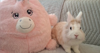 carla pet sitter à VILLEFONTAINE 38090_2