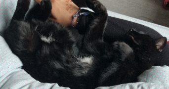 lucie pet sitter à VILLEURBANNE 69100_3