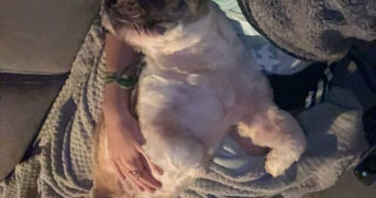 justine pet sitter à FONTENAY SOUS BOIS 94120_2