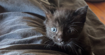 lauriane pet sitter à VILLEFRANCHE DE LAURAGAIS 31290_4