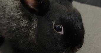 coralie pet sitter à DOUAI 59500_7