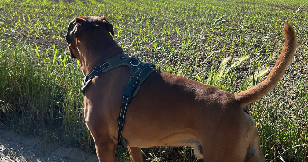 juliette pet sitter à FREPILLON 95740_2
