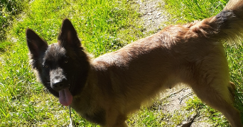 enora pet sitter à BONLIEU 39130_8