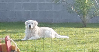 chloé pet sitter à CAEN 14000_2