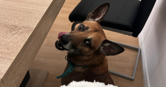 erica pet sitter à CARPENTRAS 84200_3