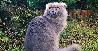 mélanie pet sitter à RONCQ 59223_5