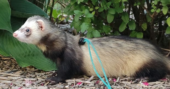 alexandre pet sitter à GIEN 45500_3