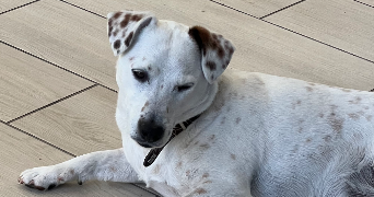 guy-francisca pet sitter à PARIS 13 75013_3