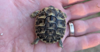 maéva pet sitter à PLAN DE CUQUES 13380_2