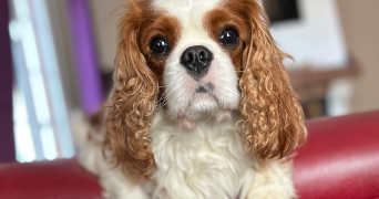 alison pet sitter à Mareil le Guyon 78490_0