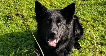 roseline pet sitter à ESSERTAUX 80160_0