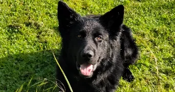 roseline pet sitter à ESSERTAUX 80160
