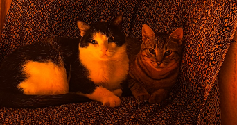 charlie pet sitter à TOULOUSE 31000_3