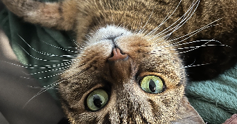 sarah pet sitter à ST OUEN SUR SEINE 93400_2