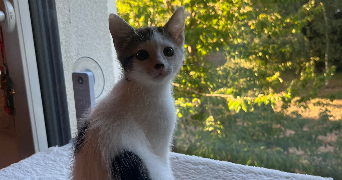 mélanie pet sitter à CHANTEPIE 35135_3