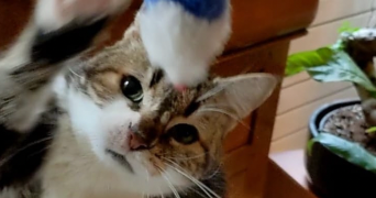 marie pet sitter à MONTREUIL 93100_2