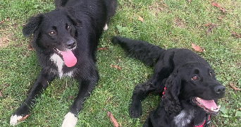 elea pet sitter à FLAVIGNAC 87230_2