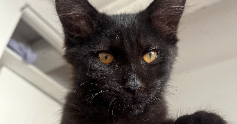 rémi pet sitter à Béziers 34500_3