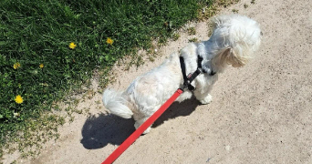 chloé pet sitter à MONTBELIARD 25200_3