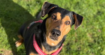 ilona pet sitter à ST ETIENNE DE TULMONT 82410_2