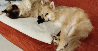 isabelle pet sitter à L ISLE D ABEAU 38080_2