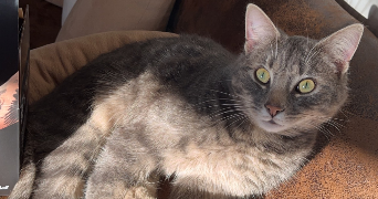 hortense pet sitter à RENNES 35000_3