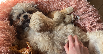 zoé pet sitter à Dompierre sur Yon 85170_3