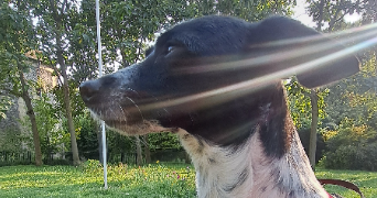 heidi pet sitter à CHEVILLY LARUE 94550_5