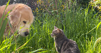 justine pet sitter à Villebon sur yvette 91140_1