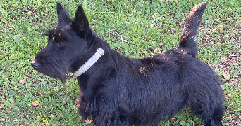 stephan pet sitter à DOMPIERRE SUR MER 17139_8