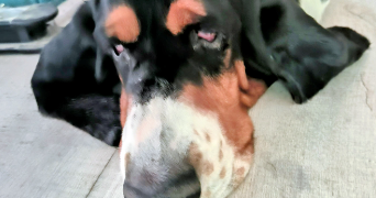 patricia pet sitter à VILLENEUVE LE ROI 94290_7