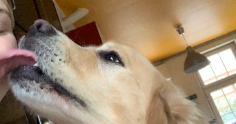 lou pet sitter à Orleans 45000_1