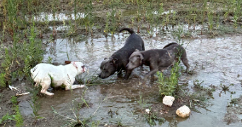 anais pet sitter à ALES 30100_4