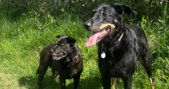 sandrine pet sitter à ST ORENS DE GAMEVILLE 31650_3