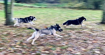 lana pet sitter à MORMANT 77720_4