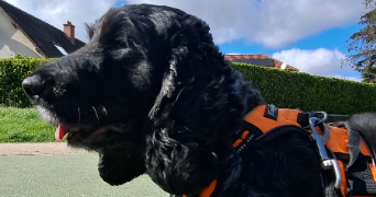 heidi pet sitter à CHEVILLY LARUE 94550_8