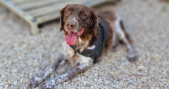 marlene pet sitter à AUNEAU BLEURY ST SYMPHORIEN 28700_112